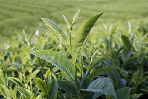 茶園現場