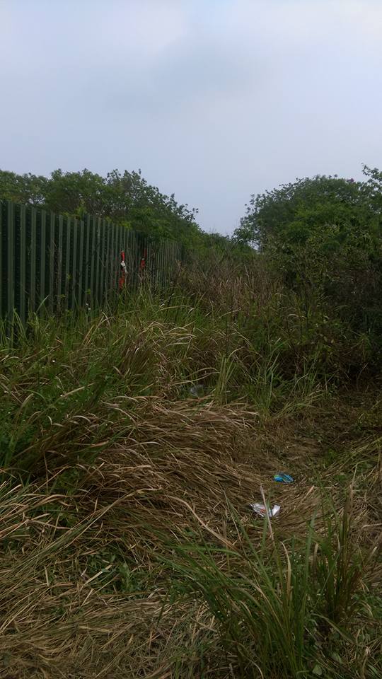 除草 雲林