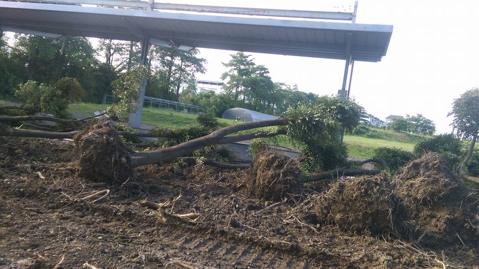 樹木移植 雲林