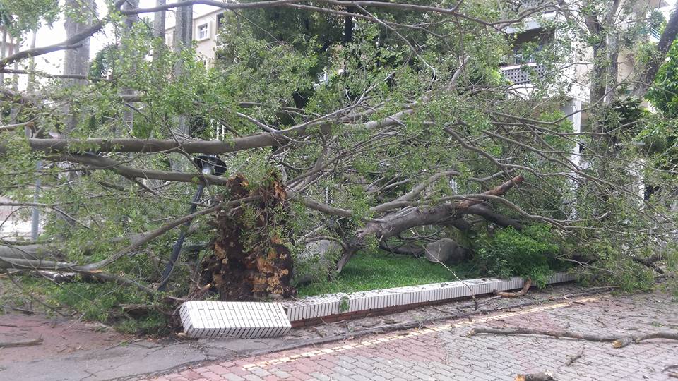 危樹處理 雲林