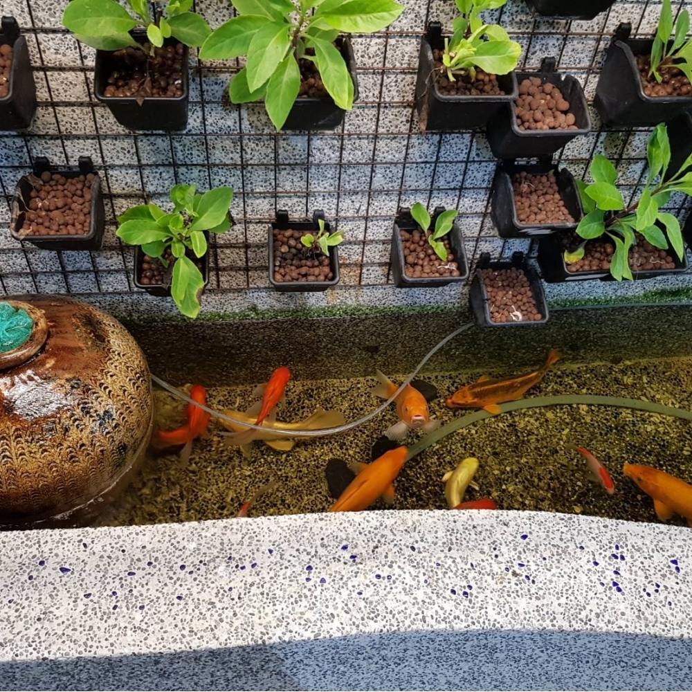 屋顶景观_鱼池工程