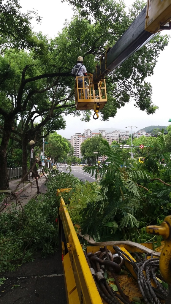 新北樹木修剪-喬昕有限公司-優惠價格砍樹,樹木修剪,除草,整地,園藝,新北市,台北市,桃園均有服務