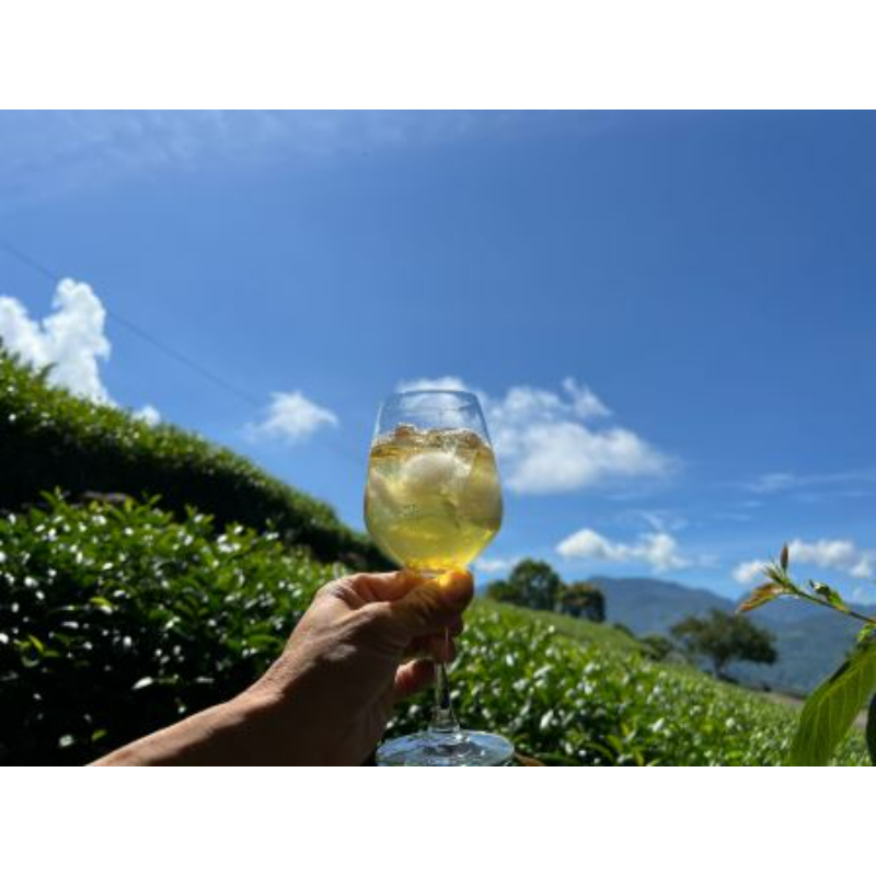 阿里山冷泡茶包－烏龍茶